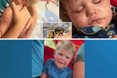 Two-year-old Beckham Reed is fighting for his life in a Georgia hospital after suffering more than 150 yellowjacket stings that left him unresponsive and dependent on life support. The tragedy struck when he drove his electric toy car across a hidden nest, triggering a brutal swarm. Yet, the most alarming detail about Beckham’s condition has only just been revealed…