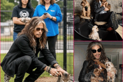 BREAKING: Steven Tyler Launches $1 Million Cat Rescue Sanctuary
