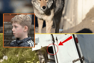 HORROR! 9-Year-Old Playing Hide-and-Seek Dr@gged Away by Coyote in Their Own Backyard: What Single Piece of Luck Saved the Child’s Life?