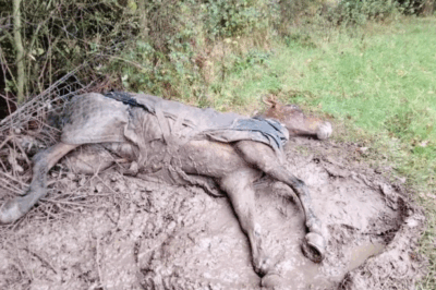 Pet Shop Owner Speaks Out After Firework Display Sparks Concern — Residents Still Worry: 800m Is Too Close for Animals