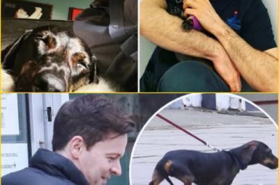 “HE WAS COVERED IN BLOOD — I THOUGHT I’D LOST HIM!” 💔 Declan Donnelly’s Heart-Stopping Ordeal as Beloved Dog Rocky Is Mauled by a Wild Fox in a Midnight Attack That Left the TV Star in Tears