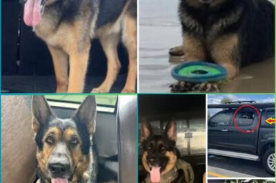 “HE SUFFERED ALONE…” — FAMILY BROKEN AFTER ARNIЕ THE GERMAN SHEPHERD IS FOUND DE-AD INSIDE STOLEN UTE IN FORTITUDE VALLEY