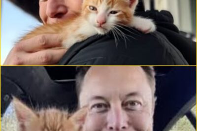 “THE CAT WHO SAVED ELON MUSK!” — How a $12 Shelter Kitten Stopped the World’s Busiest Billionaire From CRASHING and Became His ‘Life Support System’