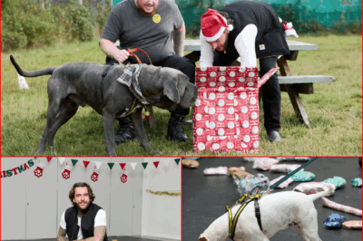 Christmas Chaos Incoming! Pete Wicks’ For Dogs’ Sake Holiday Special Drops Its Air Date — And Fans Are LOSING IT