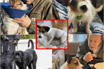 ⚠️ SH0CKING ROYAL ATT:ACK! Prince’s Beloved Jack Russell SAVA:GED — The Surprising Truth Behind the Giant Mastiff That Fought the Queen’s Son!