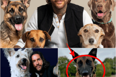 Pete Wicks’ TV Show Helps Basildon Dogs Trust’s Queen Bee and 11 Puppies Find Their Forever Homes