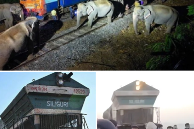 A h0rrific scene in Assam: Eight elephant carc@sses li3 sc@ttered on the railway tr@cks after a devastating collision with a high-speed train!