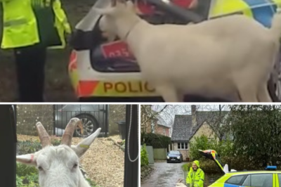 Only in Wiltshire: Police Forced to Use Riot Shields Just to… Escort a Runaway Goat Back Home!