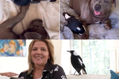 “Peggy’s Last Great Fight” — Beloved Staffy and Her Magpie Best Friend Face Heartbreaking New Battle After Devastating Diagnosis