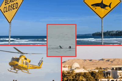 Marine Ecology Professor ‘SHOCKED’ by RARE Detail in Fatal Shark Attack on 25-Year-Old Tourist in Australia