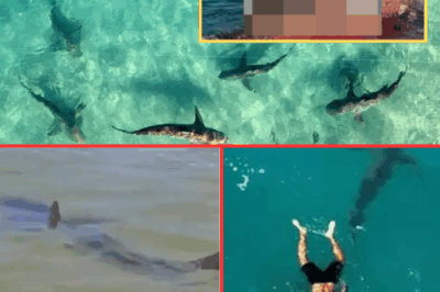 “Help, they’re b!ting me!” – Then the water turned red: A species of shark previously deemed harmless delivered a h0rrific attack—claiming a tragic life