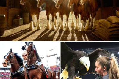 Philadelphia Wasn’t on the Scoreboard — But a Philly Eagle Stole the Super Bowl Spotlight