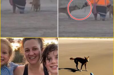 “This Was Not Normal Behavior” — Rangers Alarmed After Discovering a Pack of 8–10 Dingoes Gathered at the Scene Where Piper James Was Found