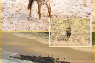 “WE SIMPLY DON’T KNOW WHAT HAPPENED” — Police Probe De-ath of Canadian Woman on K’gari Amid Distu-rbing Dingo Scene