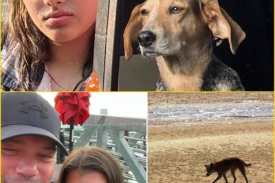 “She Would Have Hated This” — Grieving Father Urges Authorities to Stop Dingo Culls After Teen’s De-ath on K’gari
