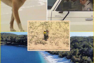“SHE WENT FOR A SWIM… AND NEVER CAME BACK.” — 19-Year-Old Canadian Found D-e-a-d on K’gari, Dingoes Lurk Nearby