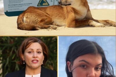 Government Slammed for ‘Easy and Appalling’ Choice to Cull K’gari Ding0es After Piper James’ Tragic De-ath — Outrage Grows as Critics Say Leaders Took the Fastest Way Out Without Considering Alternatives