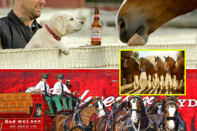 No Music, No Laughter — Just Five Clydesdales in a Shadowy Barn and a Metallic Rattle That Sparked Millions of Views