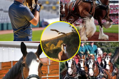 Budweiser’s Viral Super Bowl Commercial with Clydesdale and Bald Eagle Breaks the Rules — and Wins Big