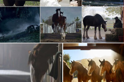 No Flash, Just Heart: How a Puppy and Clydesdale Quietly Became the Real Stars of the Super Bowl