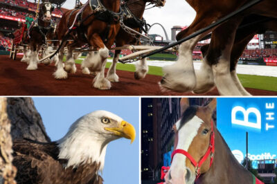 Budweiser’s “American Icons” Super Bowl Ad Brings America to Tears With Powerful Eagle and Clydesdale Story