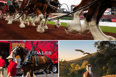 No Celebrities, No Gimmicks: Budweiser’s Early Super Bowl Commercial Wins Over America With Powerful Storytelling