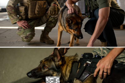 The security guard risked his life to save his pet dog from gu-nfire, only to realize it was carrying a b0mb and had been trained to k!:ll him