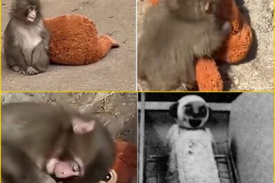 The Monkey Who Chose a Toy Over His Troop — And the Distu-rbing Study His Story Brings Back to Life
