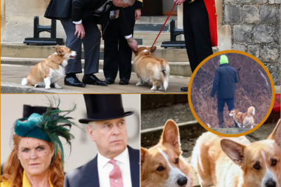 “AFTER THE DOORS CLOSED AT ROYAL LODGE…” — WHAT HAPPENED TO QUEEN ELIZABETH’S CORGIS WHEN ANDREW AND SARAH FERGUSON MOVED OUT?