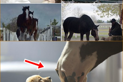 🐶 IN THE LOUDEST STADIUM ON EARTH, A QUIET, UNEXPECTED FRIENDSHIP UNFOLDED — AND SOMEHOW STOLE EVERY HEART 🏈