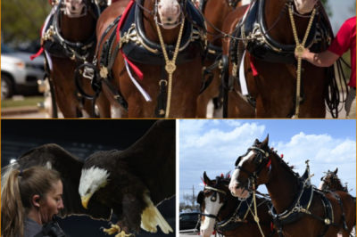 THIS SUPER BOWL AD BROKE EVERY RULE — SLAMMED A TECH GIANT, FLIPPED EXPECTATIONS, AND STILL WON THE INTERNET