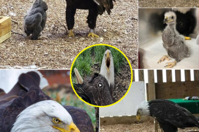 Heartbreaking to Heartwarming: Injured Bald Eagle Murphy Guards a Rock Like an Egg — Until a Real Chick Changes Everything