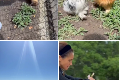 SWEET ROYAL MOMENT — Princess Lilibet’s Adorable Attempt to Pet Chicken Ends in Cute Escape