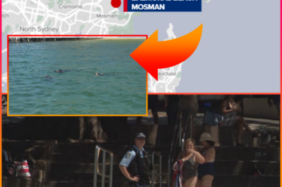 WE THOUGHT WE WERE SAFE… — Suspected Sharks Invade Netted Swimming Zone at Sydney Beach, Sparking Panic
