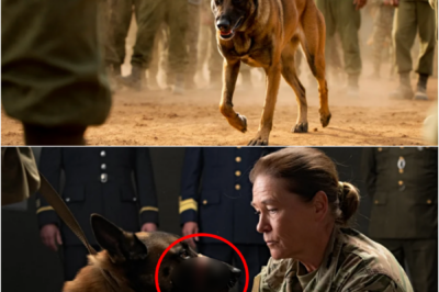 LET HER PROVE IT — Seconds Later, A BROKEN WAR DOG Walked Into The Pen… And What Happened Next Exposed A 33-Year Military Secret