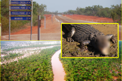 H0RRIFYING — A man in his 20s was att-acked by a large crocodile at a camping spot in Kimberley, with details that have left many sh@ken