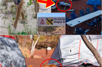 DING0ES STRIKE AT CAMPSITE… — Three Children Injured in Sh0cking Incident at Karijini National Park