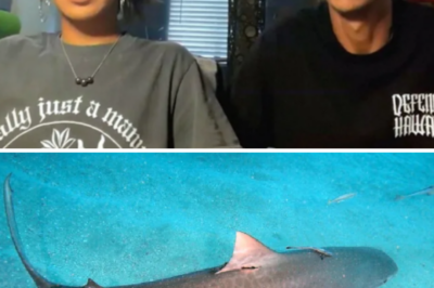 “It was either us or the shark”: Kayaking couple terrifyingly recounts tense showdown with a tiger shark in Hawaii