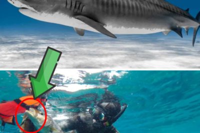 NO LEGS FOR SNAKES, NO BOTTOM FOR SEAS: The fatal mistake when spearfishing that turns humans into an “easy meal served right to the jaws” of sharks!
