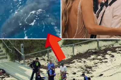 “THAT’S A BIG SHARK, MAN”: Just days after the d3;ath of Steven Mattaboni, a great white shark appears and stalks boaters off the coast of Rottnest Island