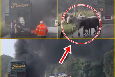 TRUCK DRIVER’S DESPERATE ACT OF COURAGE DURING HORROR BLAZE STUNS LOCALS IN Wollongbar