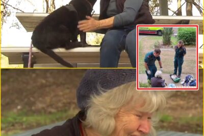 SECONDS OF H0RROR, MONTHS OF PAIN: BRISBANE WOMAN SPEAKS OUT AFTER VICIOUS DOG ATTACK TAKES SH0CKING NEW TWIST