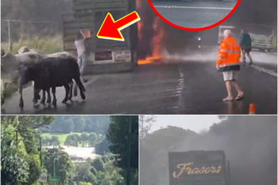 OPEN THE GATE … LET THEM OUT… — Bystanders scream as a semi-trailer catches fire in NSW, driver panics and climbs into the trailer to rescue the cattle