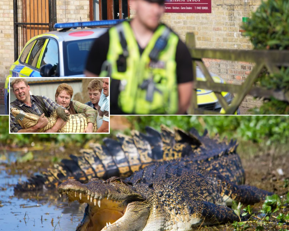 Three-Year-Old Boy Fighting for Recovery After Horror Crocodile Incident – Family Reveals He Has Undergone Six Surgeries